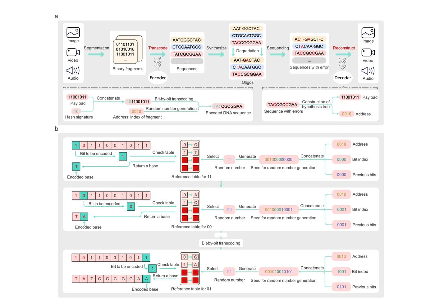 港大发布区块链启发的 DNA 存储编解码器 Gungnir:重度损伤序列也能无损恢复,容错率提升 4 倍